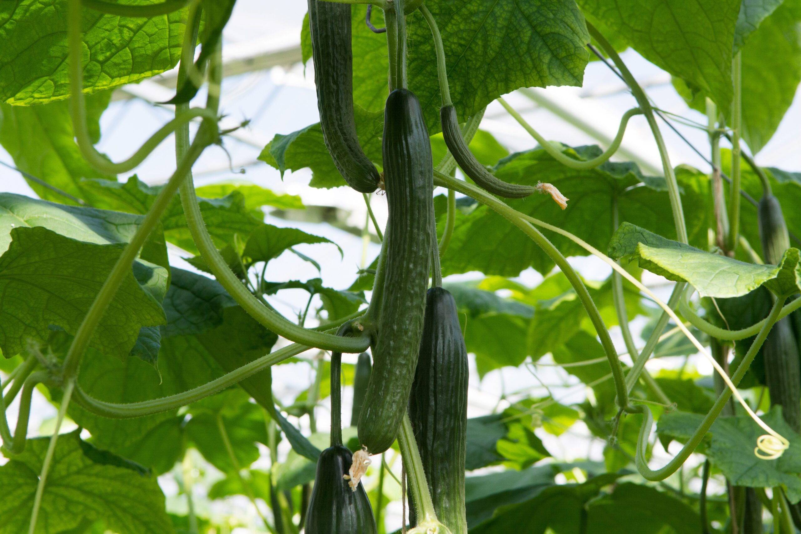 Cucumbers