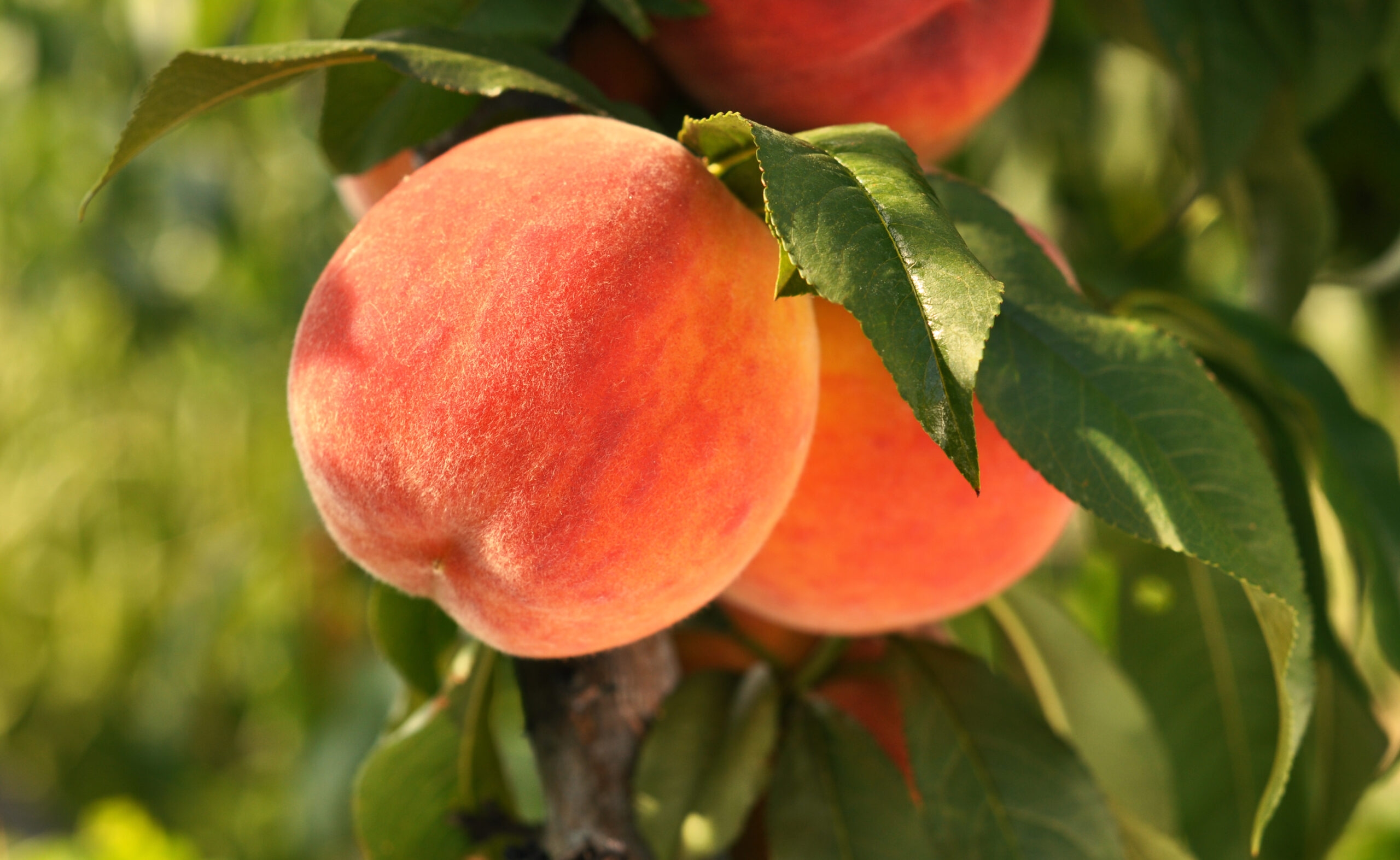 Tender Fruit